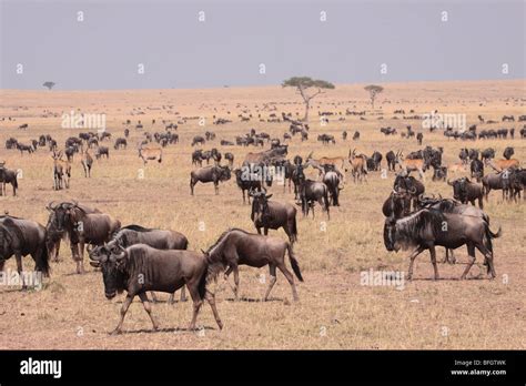 Herd of blue wildebeest Stock Photo - Alamy