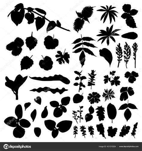 Big Set Vector Silhouettes Tropical Leaves Botanical Isolated Exotic