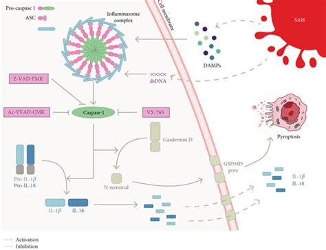 Pyroptosis Pathway In Sah Pyroptosis Is An Inflammatory Form Of Cell Download Scientific