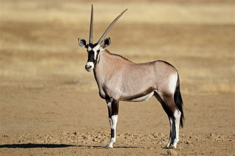 Gemsbok Antelope Kalahari Desert South Africa Stock Photo Image Of