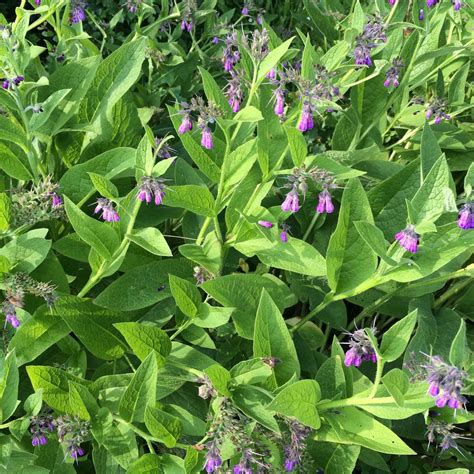 Echter Beinwell Comfrey Symphytum Officinale Hummelbar TCM