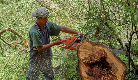 Comunidades Y Bosques En México