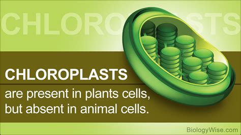 Animal Cell Chloroplast