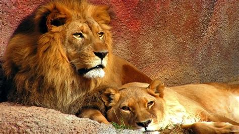 Lion Family Wallpapers - Top Free Lion Family Backgrounds - WallpaperAccess