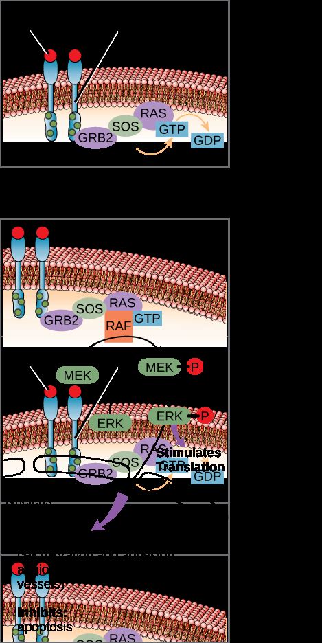 Propagation Of The Signal OpenStax Biology Study Guides