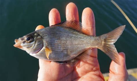 ウミタナゴってどんな魚？特徴や釣り方からおいしく食べられるレシピもご紹介します！ 釣りバルーン