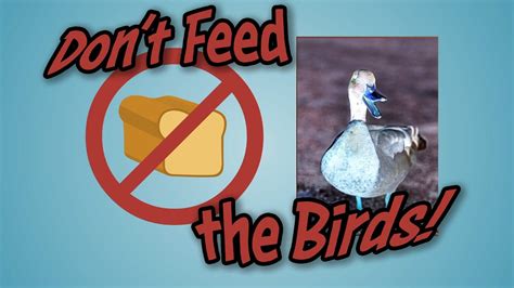 Don T Feed The Birds Youtube