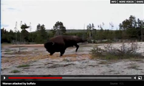 Yellowstone Bison Attack More Complicated Than Initially Reported ...