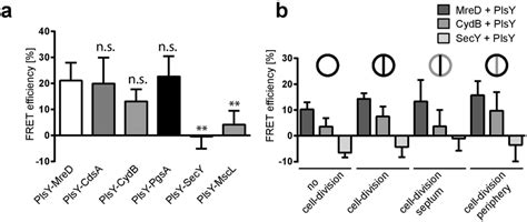 Phospholipid synthesis enzymes, MreD and CydB interact with PlsY. (a ...