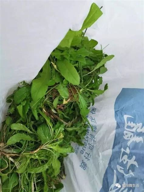 一把野菜 「撂倒」夫妻二人！這些野菜千萬不能吃，有毒！ 每日頭條