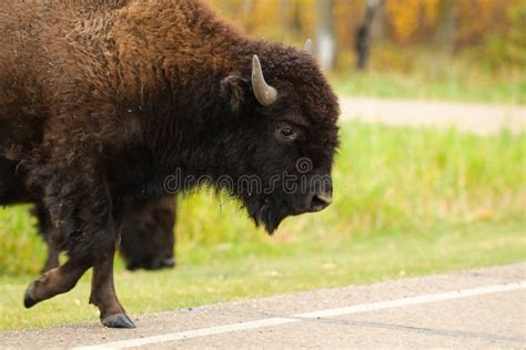 Plains Bison Stock Image Image Of Range Grass Horns 28780699