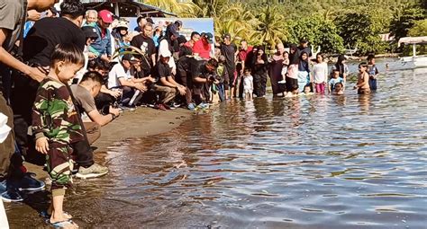 Lepas Tukik Dan Karang Buatan Pj Gubernur Sulbar Apresiasi Gerakan