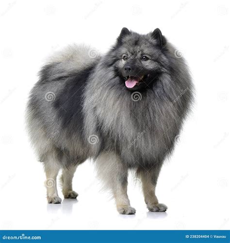 Spitz Alemão Cinza Lobo - Toma De Estudio De Un Adorable Lobo Spitz Foto de archivo - Imagen de ...