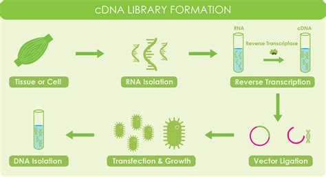 Reverse Transcriptase And Cdna Overview And Applications Goldbio