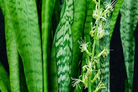 How To Encourage Indoor Snake Plants To Bloom Gardeners Path