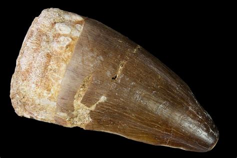 2.1" Fossil Mosasaur (Prognathodon) Tooth - Morocco (#164183) For Sale - FossilEra.com