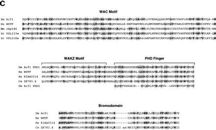 Acf Consists Of Two Subunits Acf And Iswi That Function