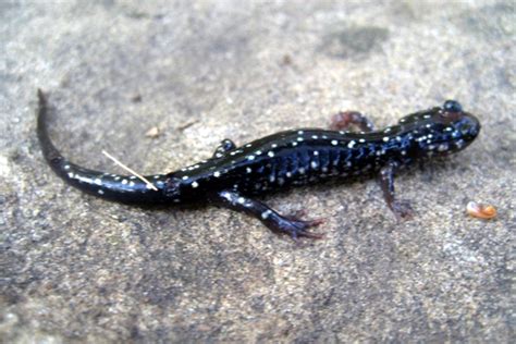 PA HERP IDENTIFICATION » Northern Slimy Salamander