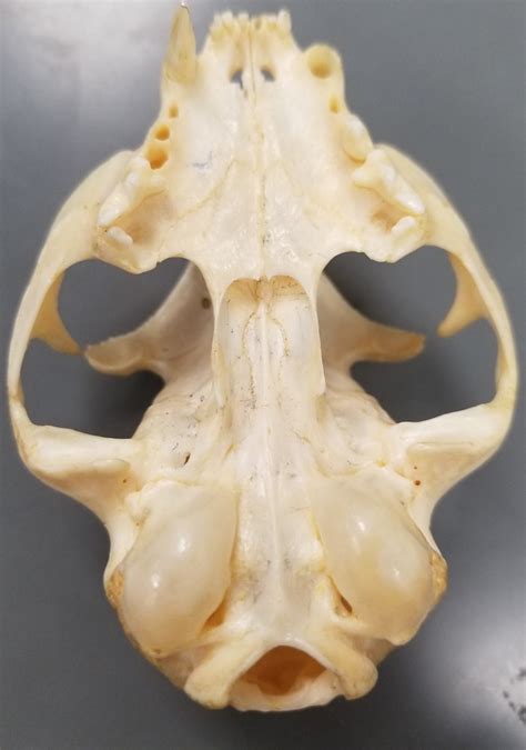 Cat Skull Ventral View Diagram Quizlet