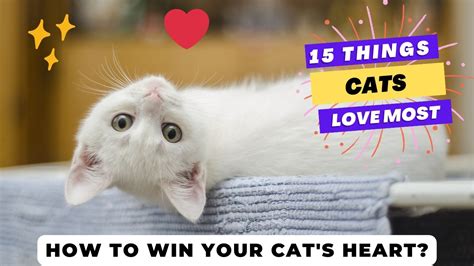 Things Cats Love Most How To Win Your Cat S Heart Unlocking Your