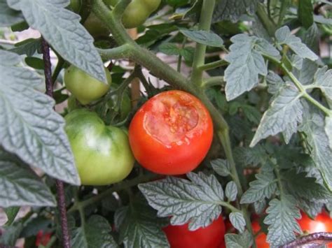 Growing Organic Tomatoes Growing Tomatoes In Containers Grow Tomatoes