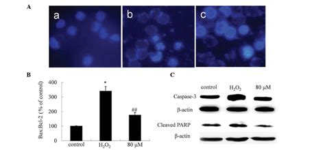 Neuroprotective Effect Of Paeoniflorin On H2o2 Induced Apoptosis In