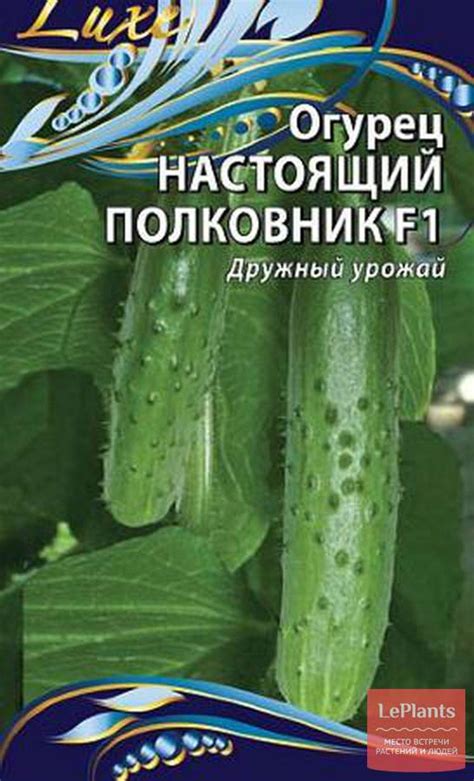 Огурец 'Настоящий полковник' — описание сорта, характеристики | на ...