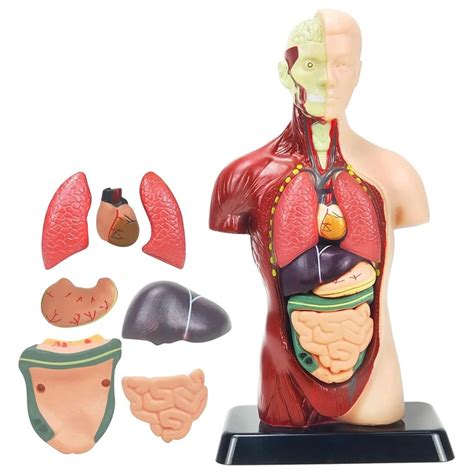 Modelo De Corpo Humano Brinquedos Para Crian As Torso Pl Stico