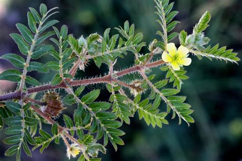 Tribulus Terrestris Caltrop Puncture Vine Prostrate Herb Pinnate