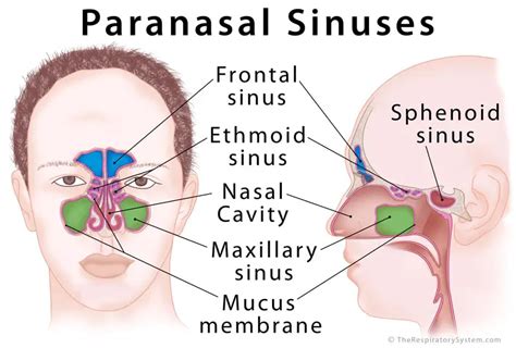 Anatomy Of Sinus Drainage Anatomy Book