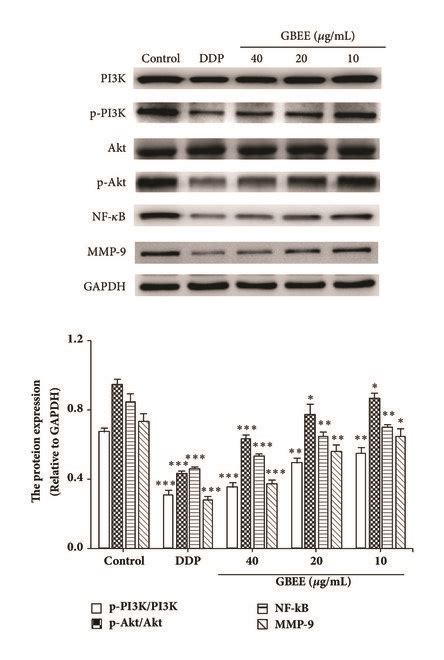 Gbee Inhibited Pi K Akt Nf B Mmp Signaling Pathway In B F Cells