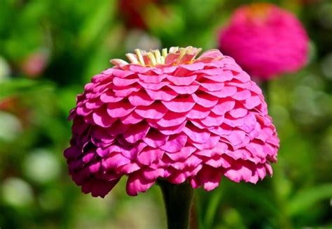 Zinnia Flor Jard N Foto Gratis En Pixabay Pixabay