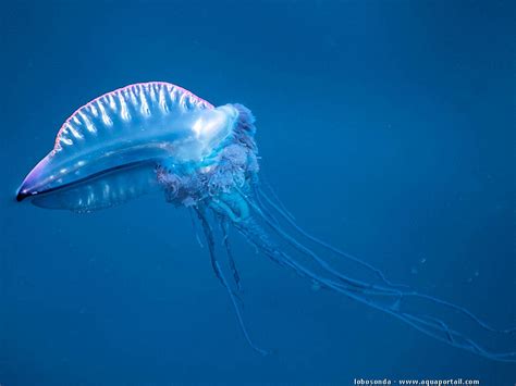 Cnidaria