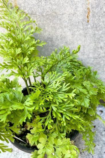 10 Edible Ferns That You Must Add To Your Dishes Balcony Garden Web