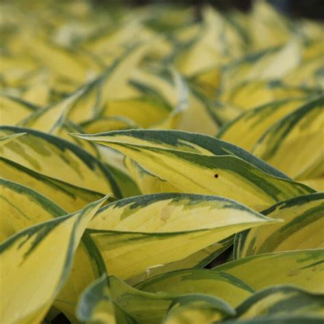 Funkie Hosta X Tardiana June