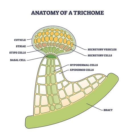 What Are Trichomes And Why Are They In Cannabis Cannabis And Glass