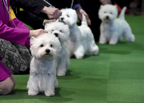 The Cutest Dogs Of The 2016 Westminster Dog Show