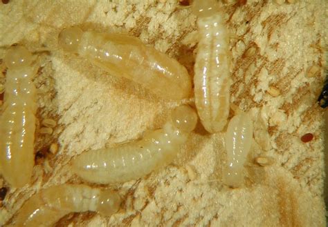 Defense Mechanisms Of Drywood Termites A Comprehensive Guide