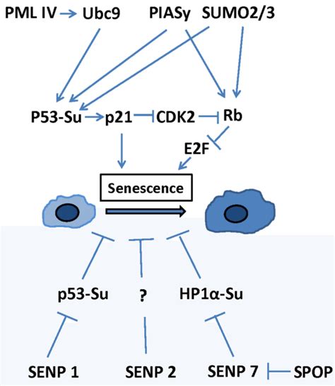 Regulation Of Cellular Senescence By Sumoylation Pathway Increased E