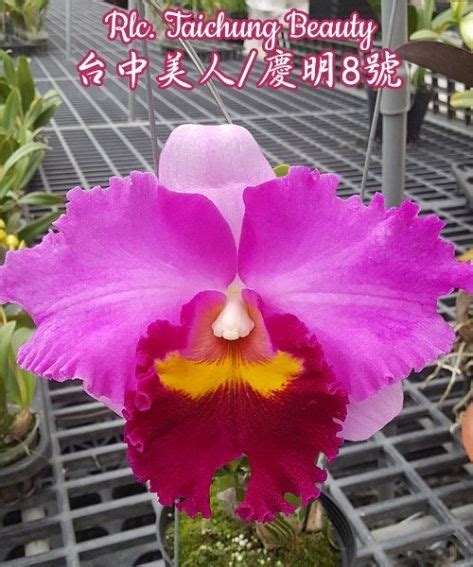 Rlc. Taichung Beauty (Орхідея, Каттлеї (роздрібні ціни)) купити в Києві ...