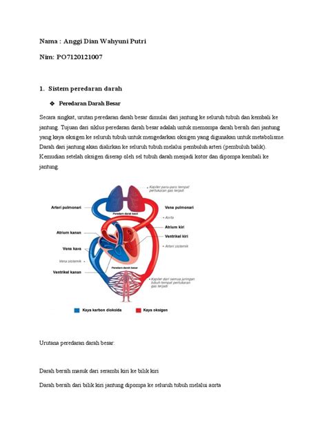 Sistem Peredaran Darah Pdf