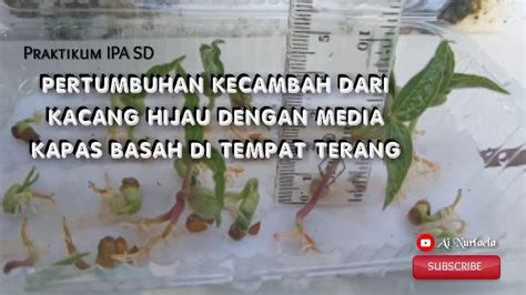 Pertumbuhan Kecambah Dari Kacang Hijau Dengan Media Kapas Basah Di