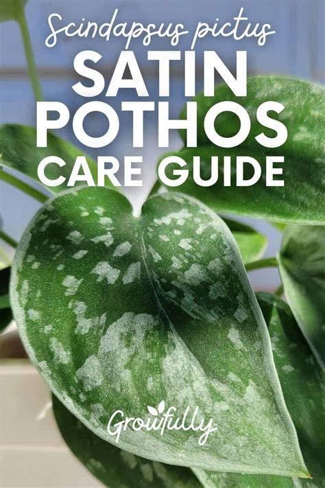 Satin Pothos Care Tips Scindapsus Care Growfully