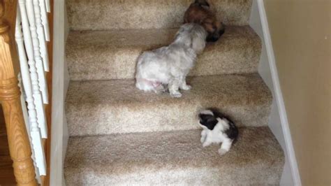 Should I Let My Puppy Go Up And Down Stairs