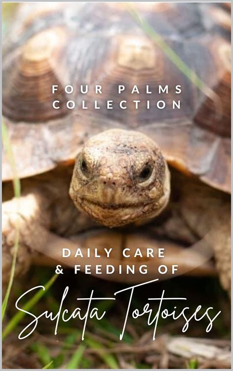 Daily Care And Feeding Of Sulcata Tortoises A Sulcata Tortoise Lover S