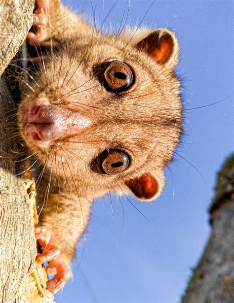 Northern Common Cuscus From Duku Rai Tankae Dili Timor Leste On June