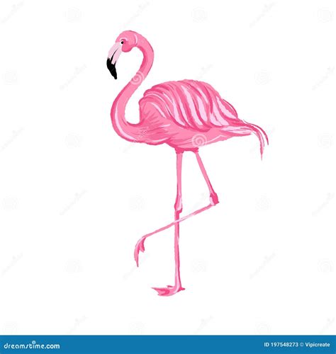 Flamingo Rosa Exótico Aislado En Fondo Blanco Ilustración Del Vector