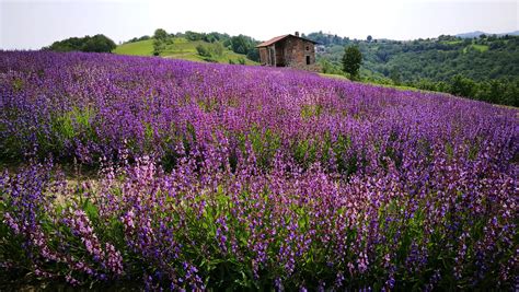 Domenica Febbraio Paroldo Compagnia Del Buon Cammino