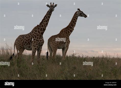 Dos Jirafas De Pie Contra La Silueta Del Cielo Fotograf A De Stock Alamy