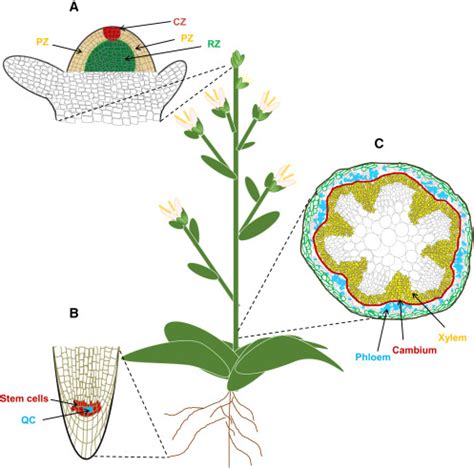 The Central Role Of Stem Cells In Determining Plant Longevity Variation